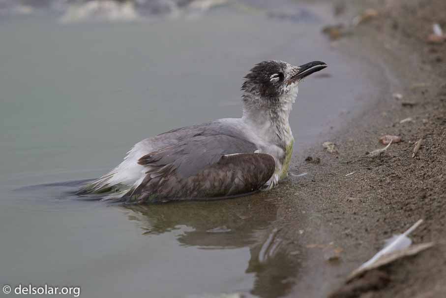 Canon EOS 7D Mark II  --  600 mm  --  EF600mm f/4L IS II USM  