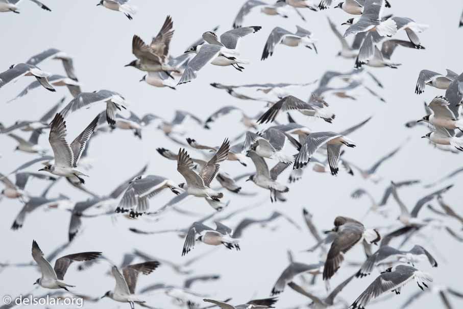 Canon EOS 7D Mark II  --  600 mm  --  EF600mm f/4L IS II USM  