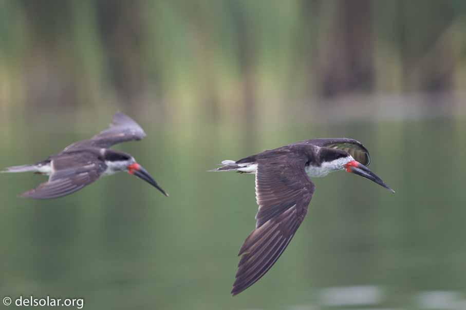 Canon EOS 7D Mark II  --  600 mm  --  EF600mm f/4L IS II USM  