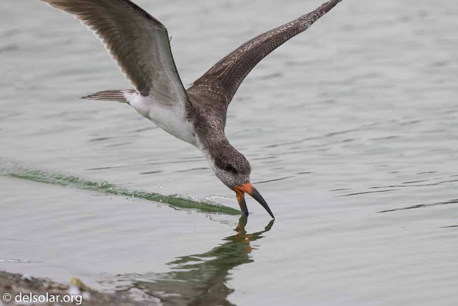 Canon EOS 7D Mark II  --  600 mm  --  EF600mm f/4L IS II USM  