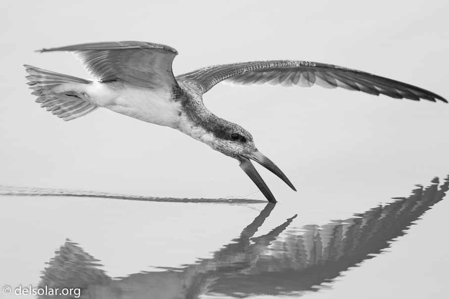 Canon EOS 7D Mark II  --  600 mm  --  EF600mm f/4L IS II USM  