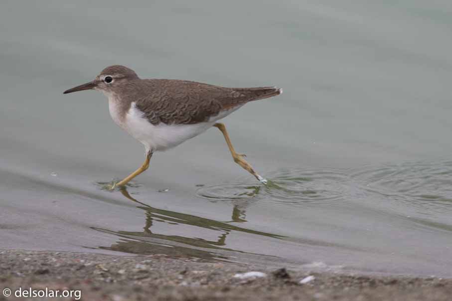 Canon EOS 7D Mark II  --  600 mm  --  EF600mm f/4L IS II USM  