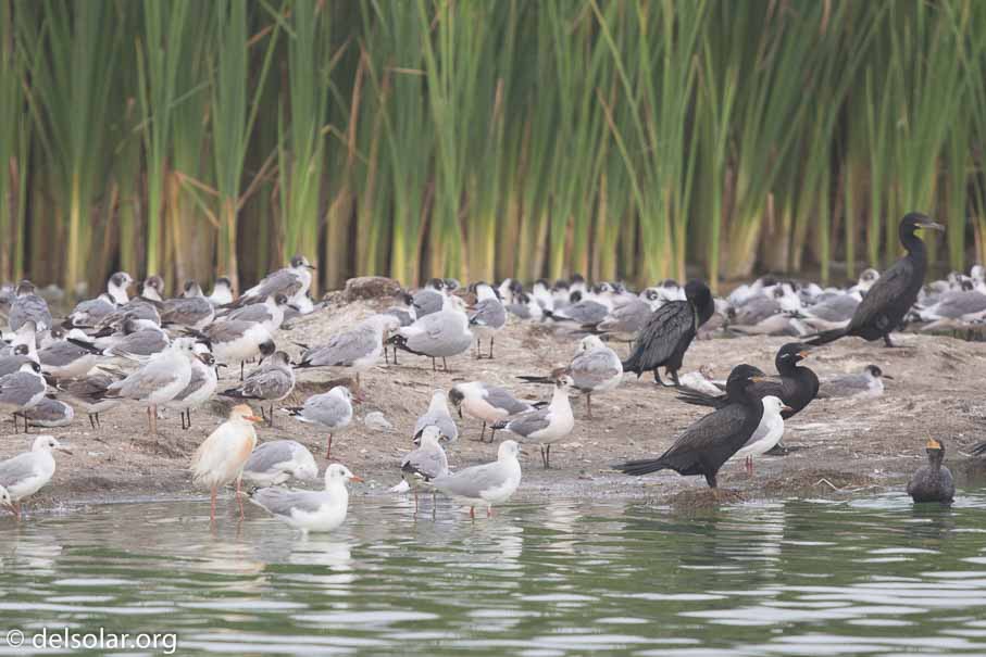 Canon EOS 7D Mark II  --  600 mm  --  EF600mm f/4L IS II USM  