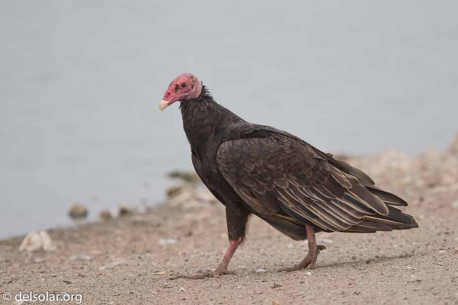 Canon EOS 7D Mark II  --  600 mm  --  EF600mm f/4L IS II USM  