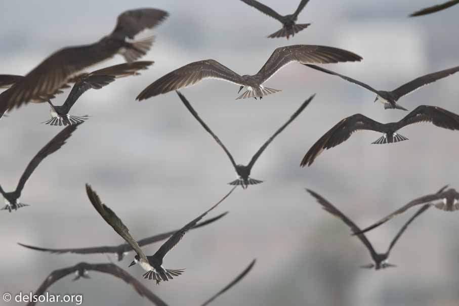 Canon EOS 7D Mark II  --  600 mm  --  EF600mm f/4L IS II USM  