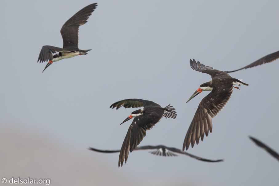 Canon EOS 7D Mark II  --  600 mm  --  EF600mm f/4L IS II USM  