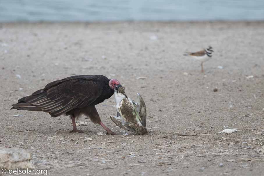 Canon EOS 7D Mark II  --  600 mm  --  EF600mm f/4L IS II USM  