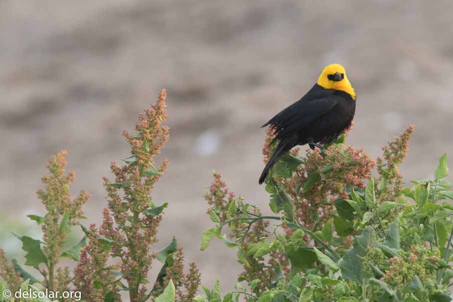 Canon EOS 7D Mark II  --  600 mm  --  EF600mm f/4L IS II USM  