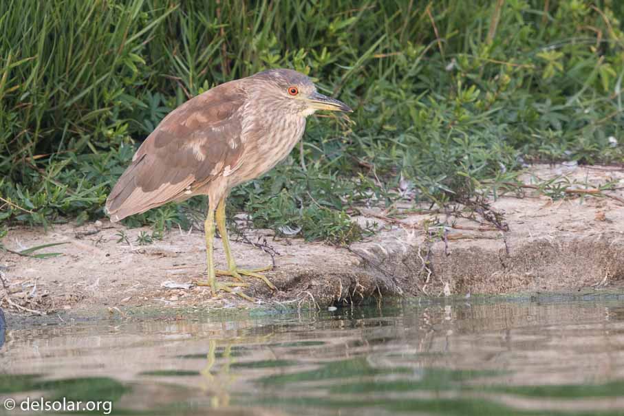 Canon EOS 7D Mark II  --  600 mm  --  EF600mm f/4L IS II USM  