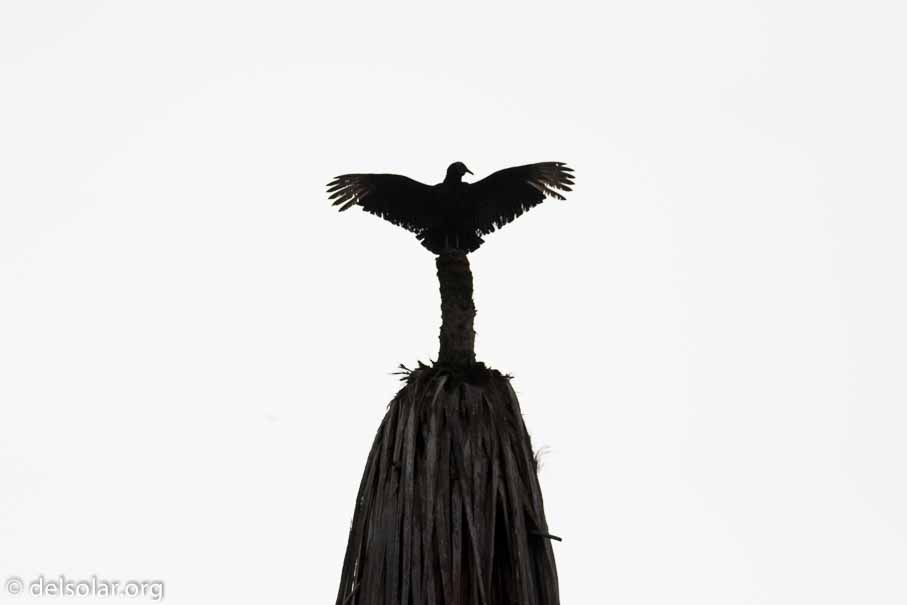 Canon EOS 7D Mark II  --  200 mm  --  EF100-400mm f/4.5-5.6L IS II USM  