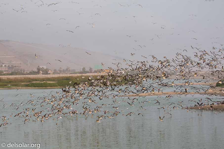 Canon EOS 5D Mark III  --  117 mm  --  EF100-400mm f/4.5-5.6L IS II USM  