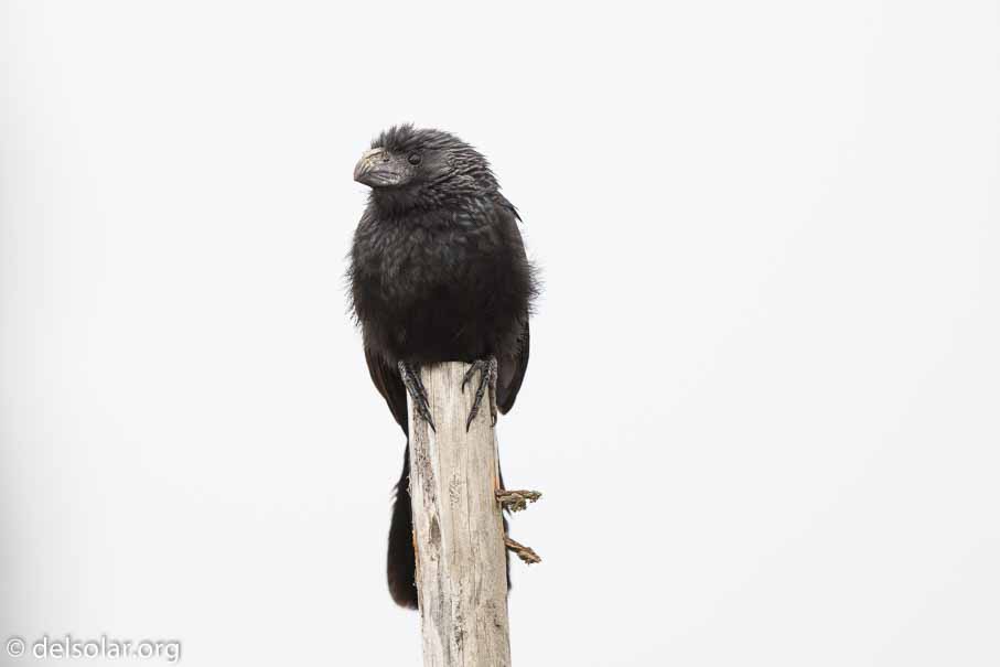 Canon EOS 5D Mark III  --  600 mm  --  EF600mm f/4L IS II USM  