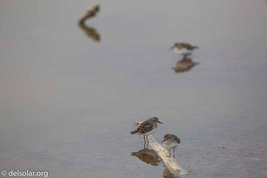 Canon EOS 5D Mark III  --  600 mm  --  EF600mm f/4L IS II USM  