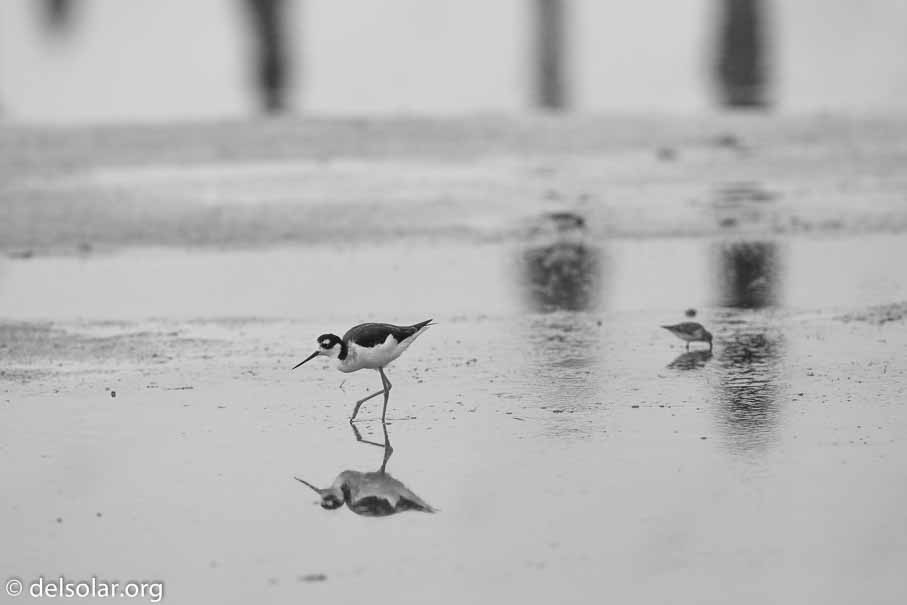 Canon EOS 5D Mark III  --  600 mm  --  EF600mm f/4L IS II USM  