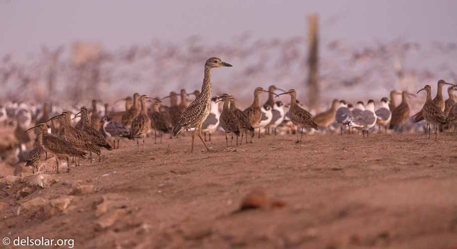 Canon EOS 5D Mark III  --  360 mm  --  EF100-400mm f/4.5-5.6L IS II USM  