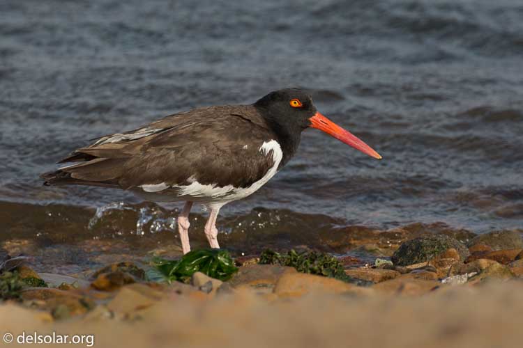 Canon EOS 5D Mark III  --  400 mm  --  EF100-400mm f/4.5-5.6L IS II USM  