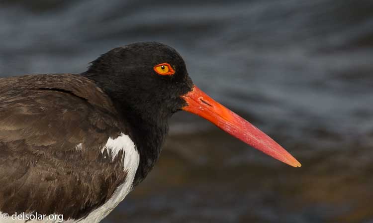 Canon EOS 5D Mark III  --  400 mm  --  EF100-400mm f/4.5-5.6L IS II USM  