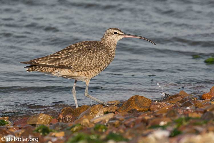 Canon EOS 5D Mark III  --  400 mm  --  EF100-400mm f/4.5-5.6L IS II USM  