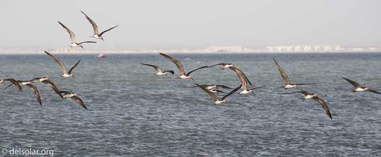 Canon EOS 5D Mark III  --  200 mm  --  EF100-400mm f/4.5-5.6L IS II USM  