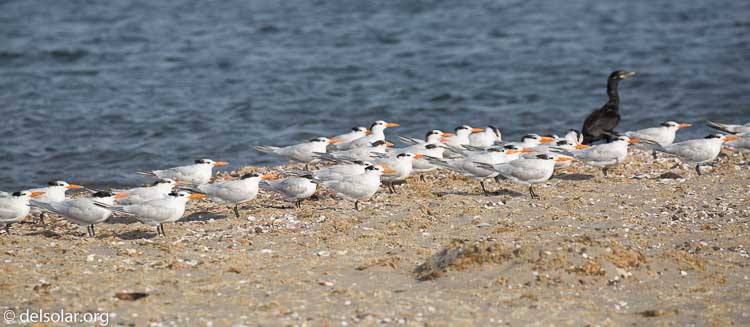 Canon EOS 5D Mark III  --  278 mm  --  EF100-400mm f/4.5-5.6L IS II USM  