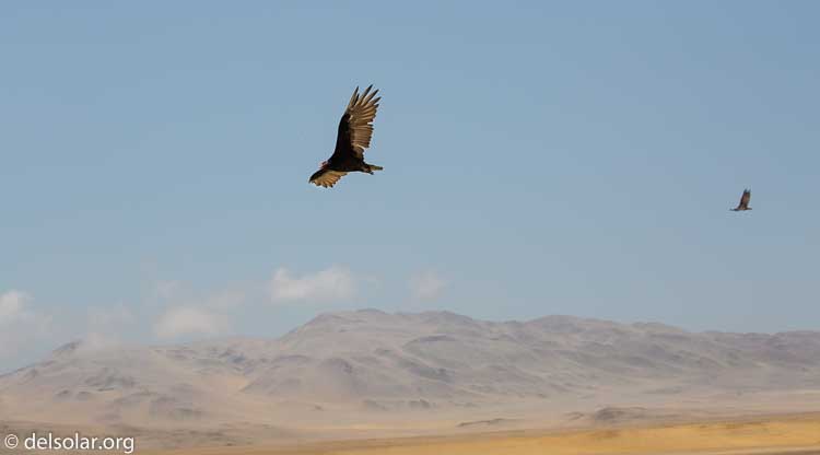 Canon EOS 5D Mark III  --  107 mm  --  EF100-400mm f/4.5-5.6L IS II USM  