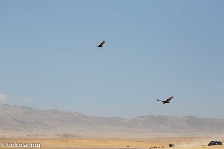 Canon EOS 5D Mark III  --  110 mm  --  EF100-400mm f/4.5-5.6L IS II USM  