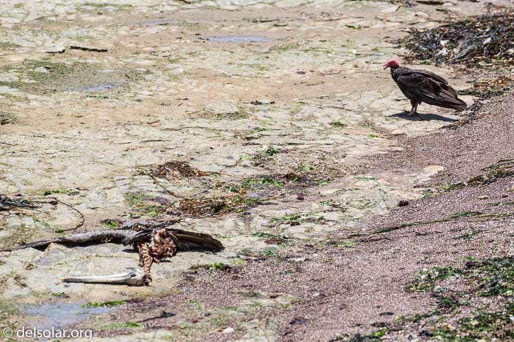 Canon EOS 5D Mark III  --  278 mm  --  EF100-400mm f/4.5-5.6L IS II USM  