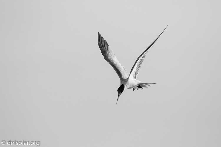 Canon EOS 7D  --  349 mm  --  EF100-400mm f/4.5-5.6L IS II USM  