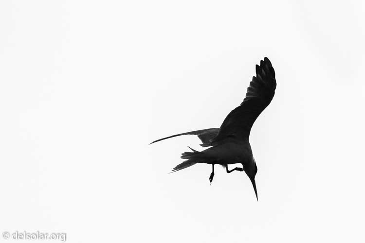 Canon EOS 7D  --  340 mm  --  EF100-400mm f/4.5-5.6L IS II USM  