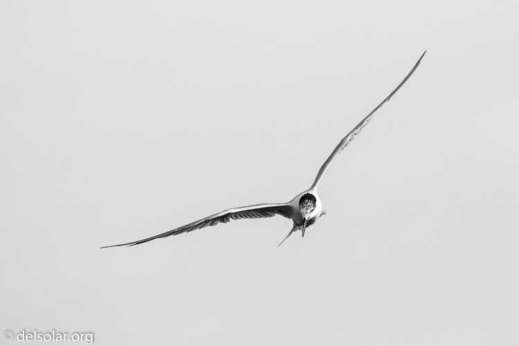 Canon EOS 7D  --  340 mm  --  EF100-400mm f/4.5-5.6L IS II USM  