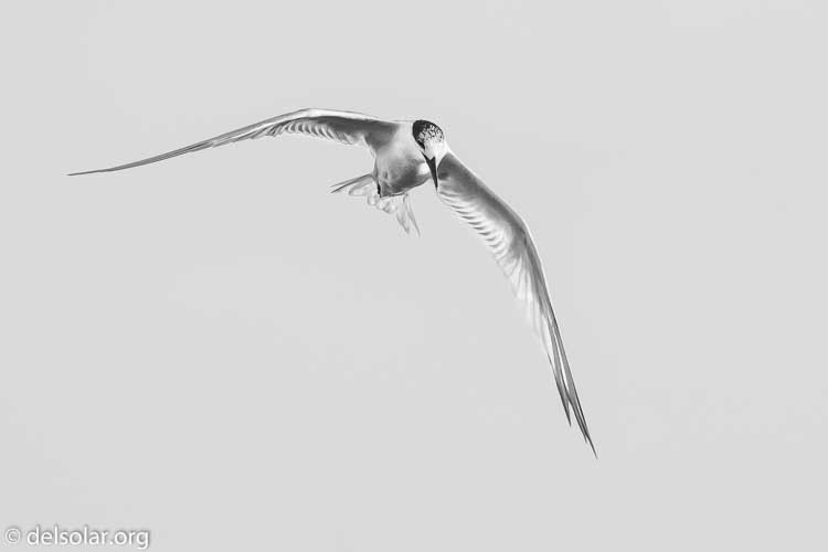 Canon EOS 7D  --  271 mm  --  EF100-400mm f/4.5-5.6L IS II USM  