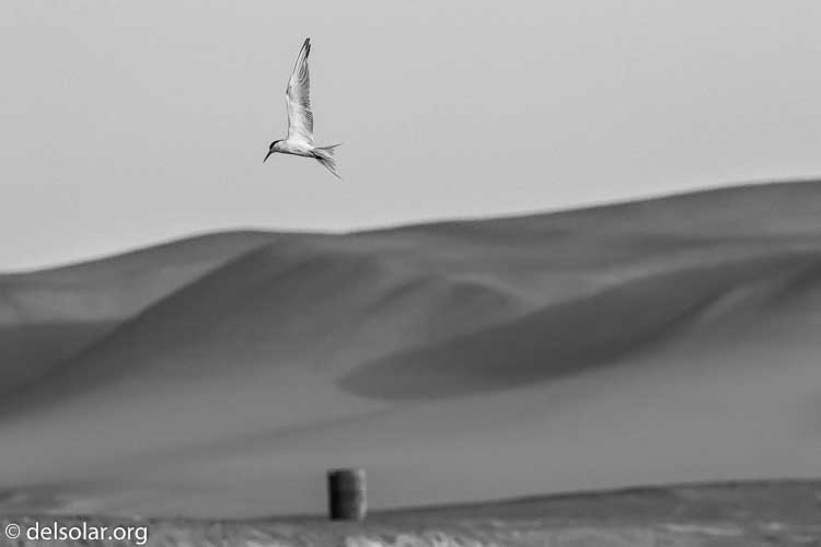 Canon EOS 7D  --  255 mm  --  EF100-400mm f/4.5-5.6L IS II USM  