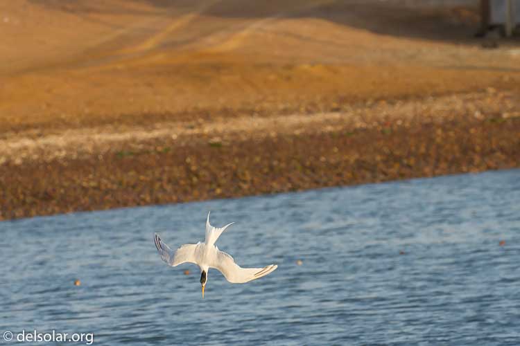 Canon EOS 7D  --  255 mm  --  EF100-400mm f/4.5-5.6L IS II USM  