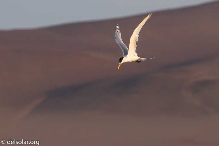 Canon EOS 7D  --  241 mm  --  EF100-400mm f/4.5-5.6L IS II USM  