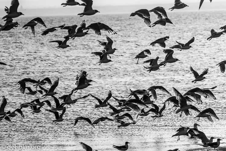 Canon EOS 7D  --  170 mm  --  EF100-400mm f/4.5-5.6L IS II USM  