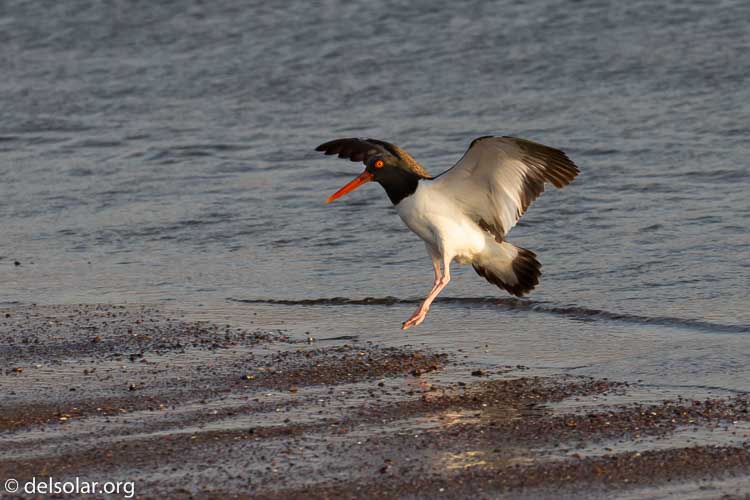 Canon EOS 7D  --  227 mm  --  EF100-400mm f/4.5-5.6L IS II USM  