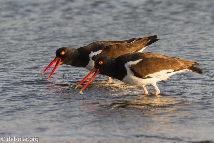 Canon EOS 7D  --  300 mm  --  EF100-400mm f/4.5-5.6L IS II USM  