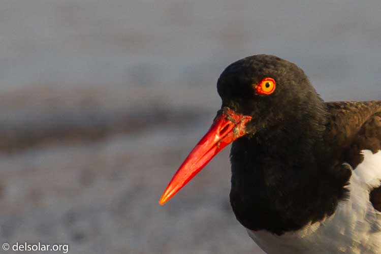 Canon EOS 7D  --  400 mm  --  EF100-400mm f/4.5-5.6L IS II USM  