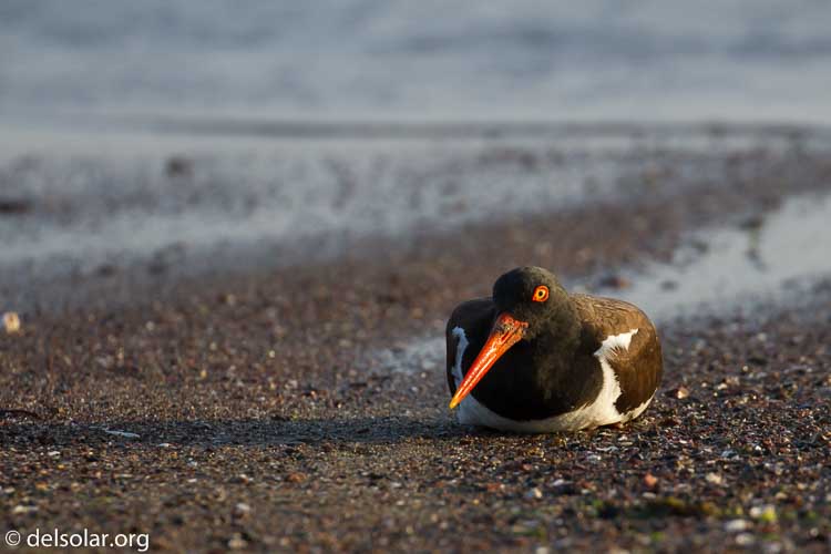 Canon EOS 7D  --  371 mm  --  EF100-400mm f/4.5-5.6L IS II USM  