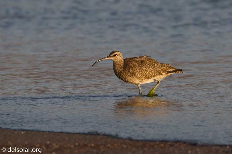 Canon EOS 7D  --  400 mm  --  EF100-400mm f/4.5-5.6L IS II USM  