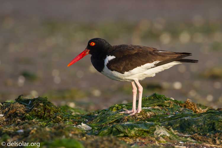 Canon EOS 7D  --  371 mm  --  EF100-400mm f/4.5-5.6L IS II USM  