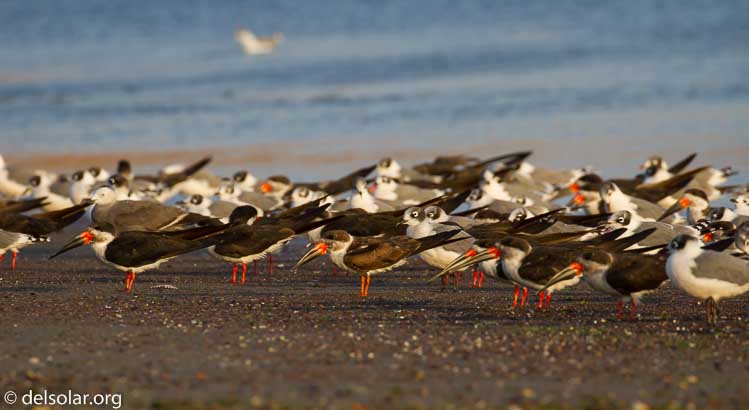 Canon EOS 7D  --  371 mm  --  EF100-400mm f/4.5-5.6L IS II USM  