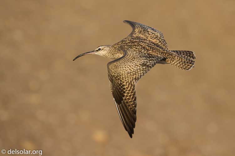 Canon EOS 7D  --  360 mm  --  EF100-400mm f/4.5-5.6L IS II USM  