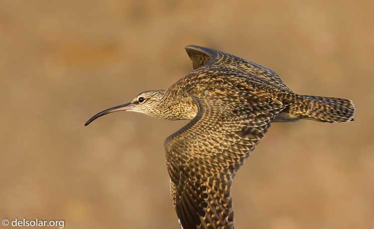 Canon EOS 7D  --  360 mm  --  EF100-400mm f/4.5-5.6L IS II USM  