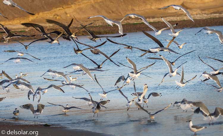 Canon EOS 7D  --  182 mm  --  EF100-400mm f/4.5-5.6L IS II USM  