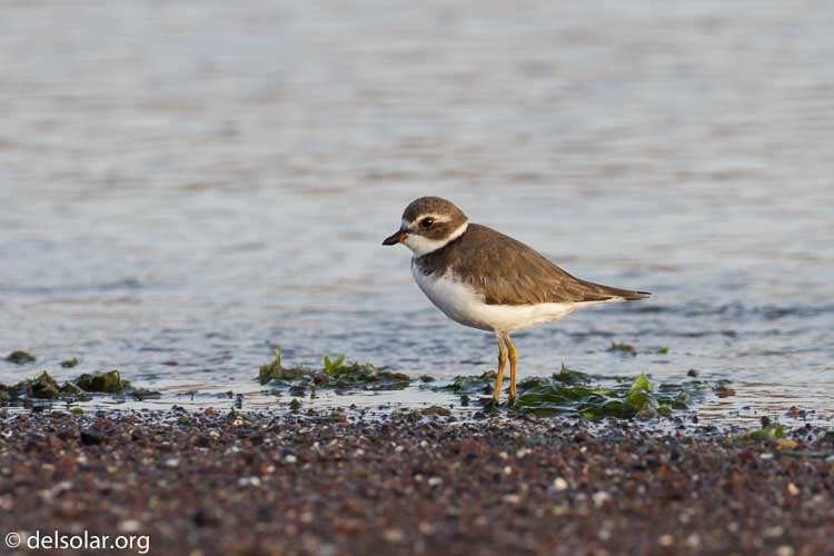 Canon EOS 7D  --  300 mm  --  EF100-400mm f/4.5-5.6L IS II USM  