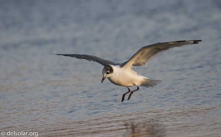 Canon EOS 7D  --  371 mm  --  EF100-400mm f/4.5-5.6L IS II USM  