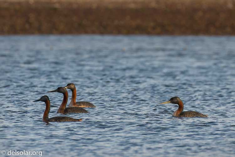 Canon EOS 7D  --  300 mm  --  EF100-400mm f/4.5-5.6L IS II USM  
