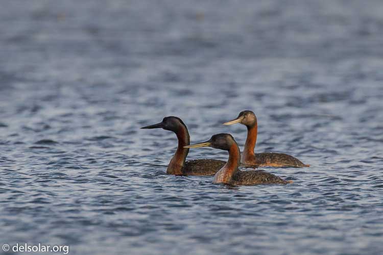 Canon EOS 7D  --  400 mm  --  EF100-400mm f/4.5-5.6L IS II USM  