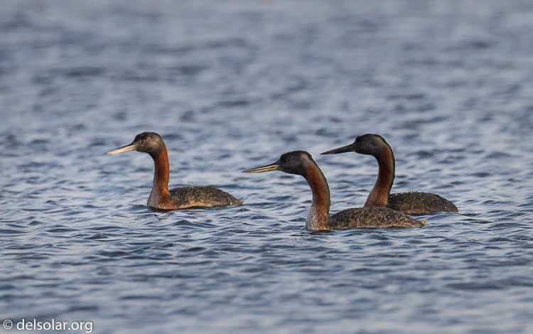 Canon EOS 7D  --  400 mm  --  EF100-400mm f/4.5-5.6L IS II USM  